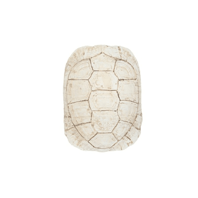 Turtle Shell