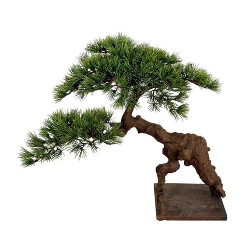 Bonsai 50cm