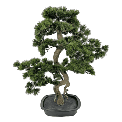 Bonsai Green in Black