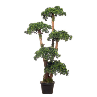 Bonsai Japan