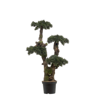 Bonsai Dark