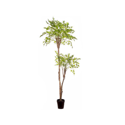Eucaliptus tree