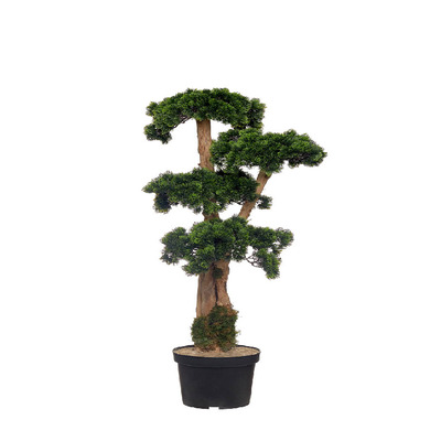 Bonsai Japan 100