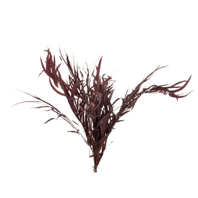 Bundle eucaliptus wild dried